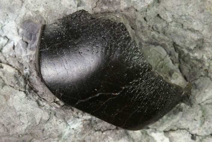 Sauropod Dinosaur (Camarasaurus) Tooth Tip - Colorado #169006